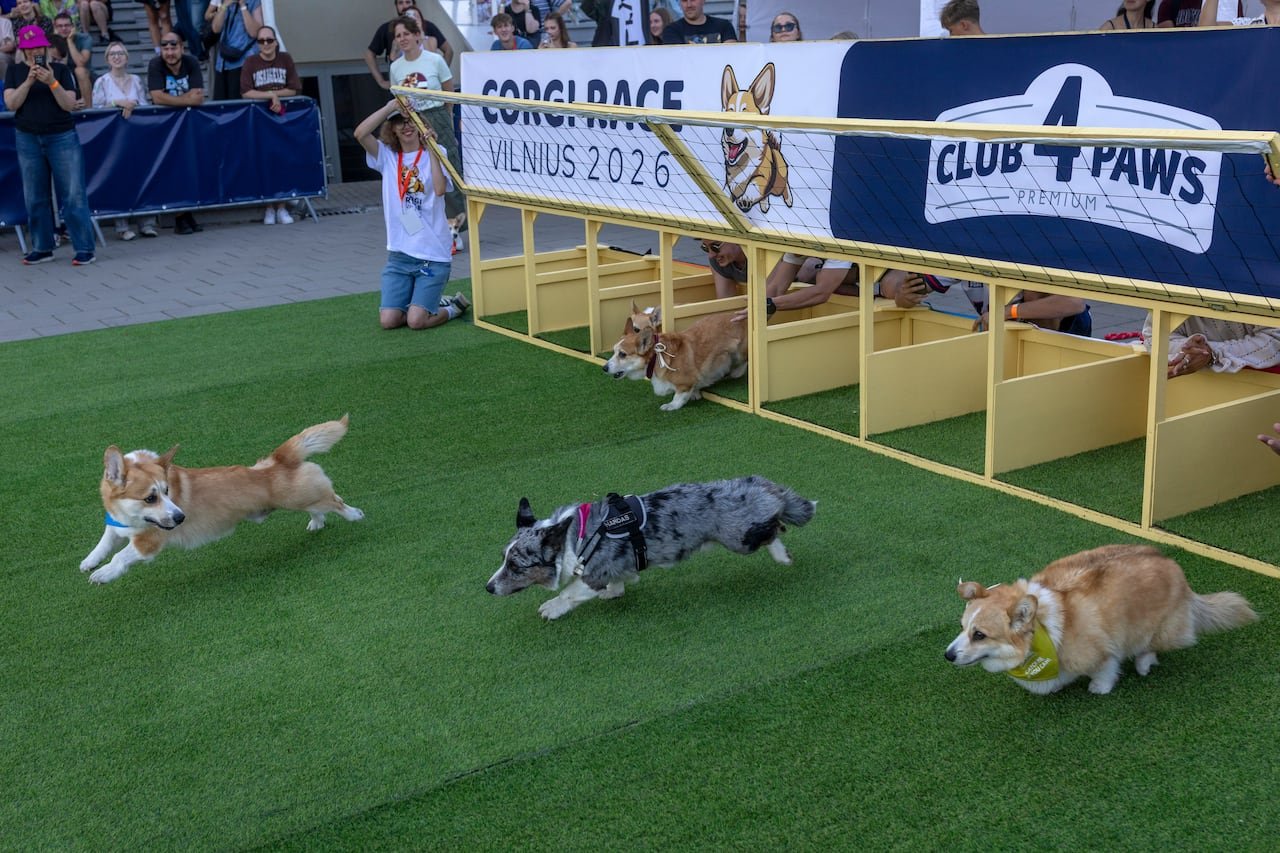 default-148 Corgis race out of a wooden gate.