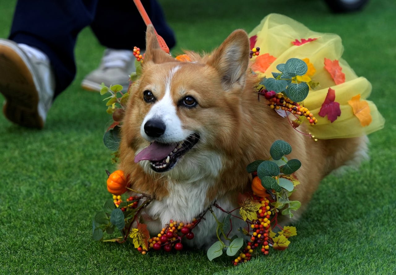 default-149 A corgi in a colorful costume.