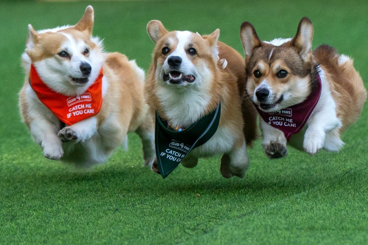 default-150 Three corgis wearing bibs that read, 'Catch me if you can,' race.